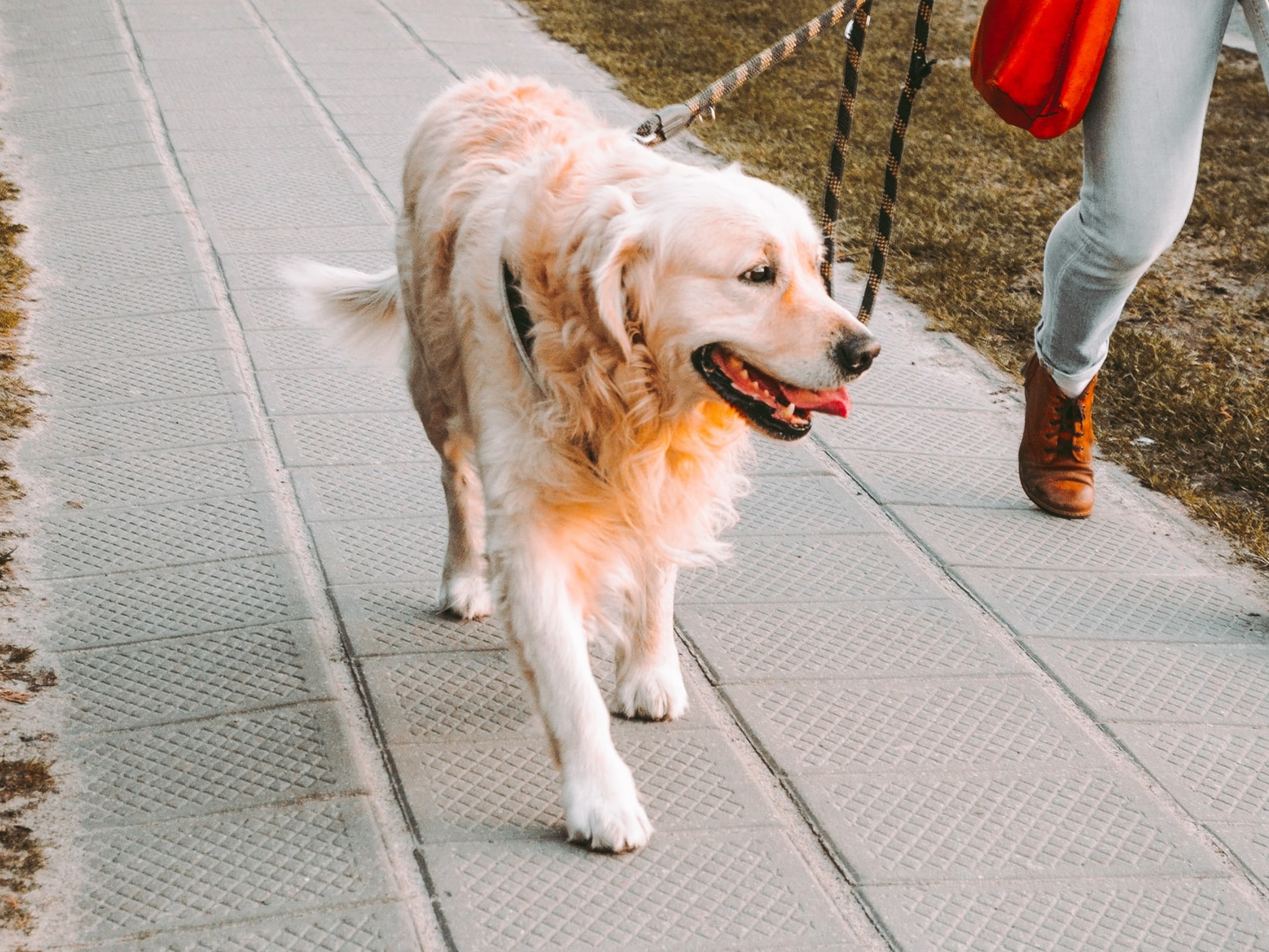 When the pavement is too hot for dogs’ paws